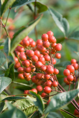 Nandina domestica 'Richmond' - The Chelsea Gardener