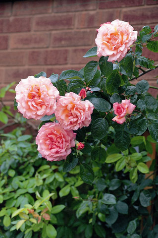 Roses - The Chelsea Gardener