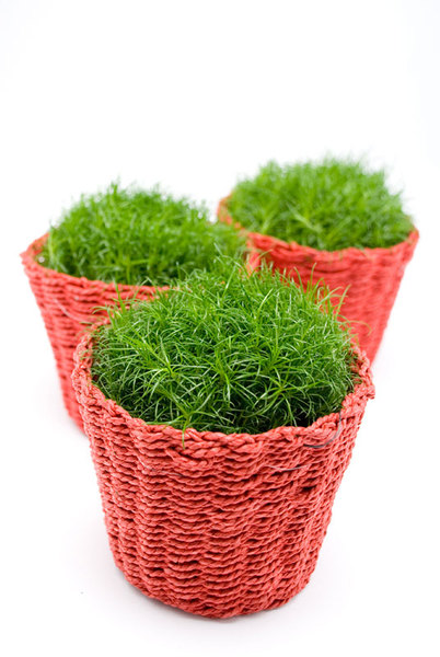 Sagina The Chelsea Gardener