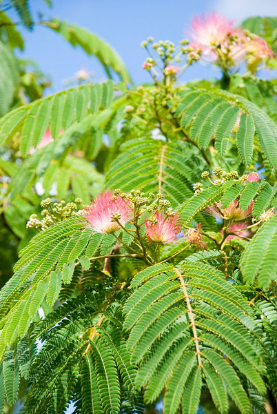 Albizia Julibrissin - The Chelsea Gardener