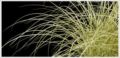 Bamboo & Grasses
